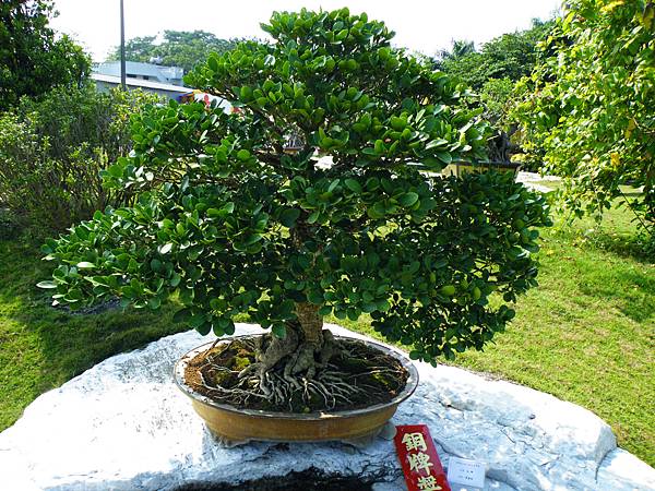 DSCF9266.JPG DSCF9266.JPG