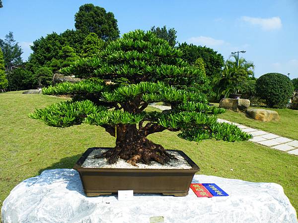 DSCF9267.JPG DSCF9267.JPG