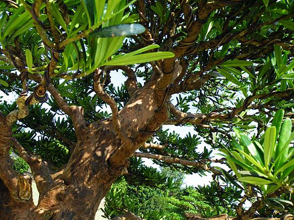 DSCF9270.JPG DSCF9270.JPG