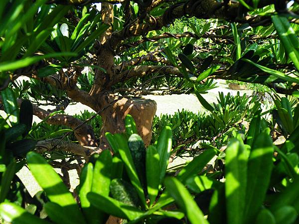 DSCF9275.JPG DSCF9275.JPG