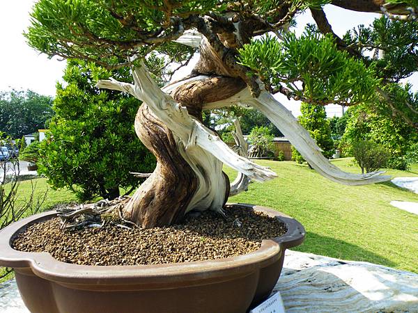 DSCF9277.JPG DSCF9277.JPG