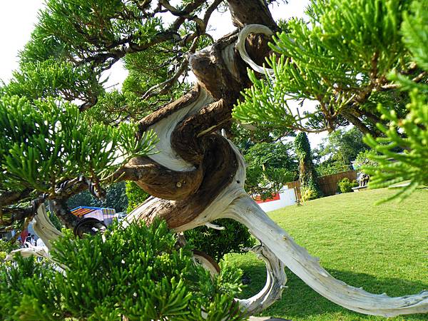 DSCF9278.JPG DSCF9278.JPG