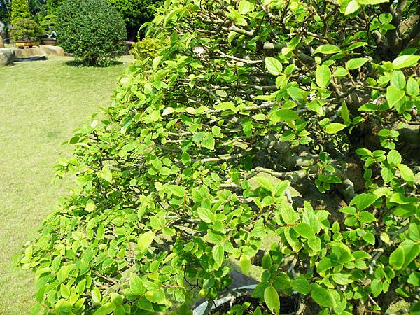 DSCF9287.JPG DSCF9287.JPG