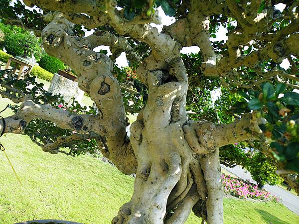 DSCF9290.JPG DSCF9290.JPG