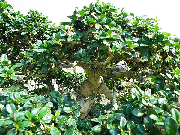 DSCF9292.JPG DSCF9292.JPG