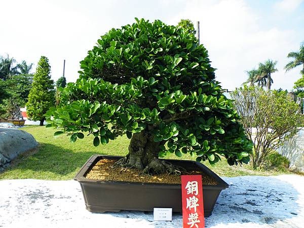 DSCF9295.JPG DSCF9295.JPG