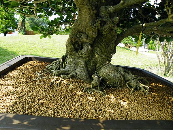 DSCF9296.JPG DSCF9296.JPG