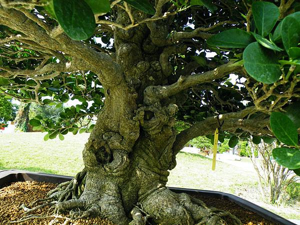 DSCF9297.JPG DSCF9297.JPG