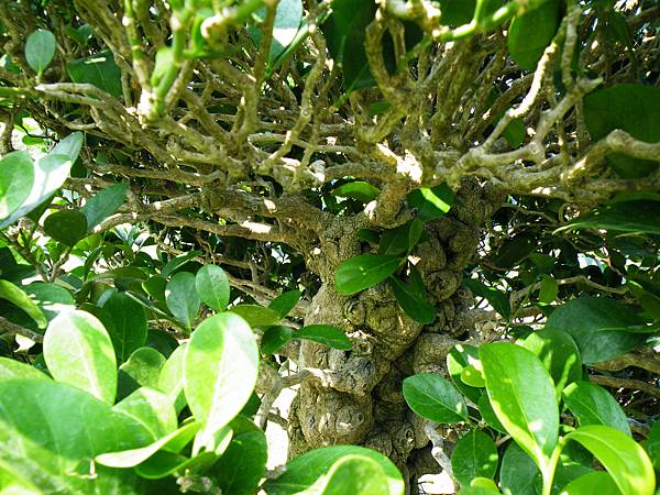 DSCF9298.JPG DSCF9298.JPG