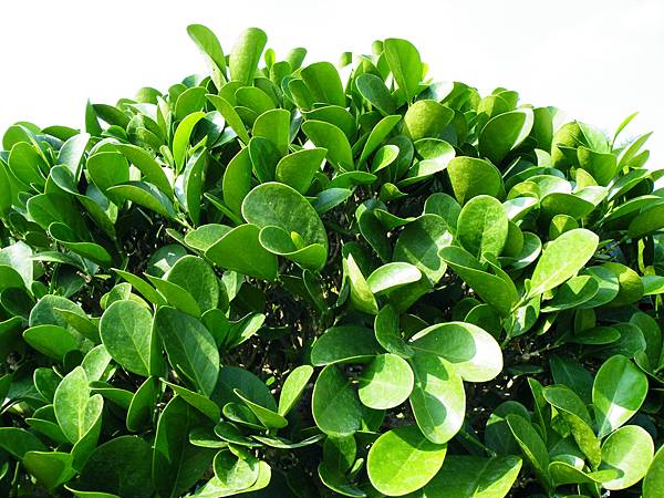 DSCF9299.JPG DSCF9299.JPG