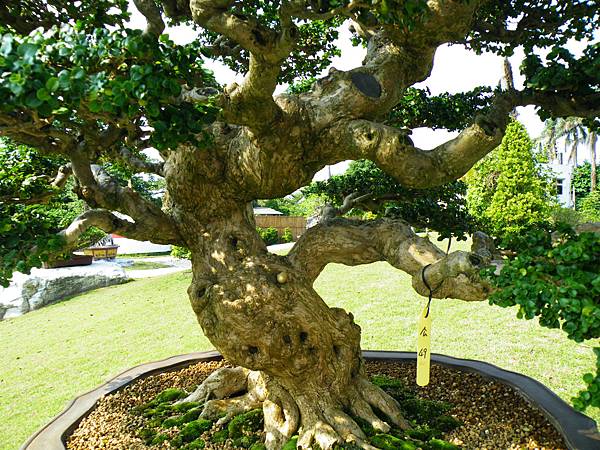 DSCF9302.JPG DSCF9302.JPG