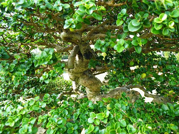 DSCF9304.JPG DSCF9304.JPG