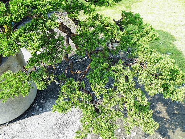 DSCF9310.JPG DSCF9310.JPG