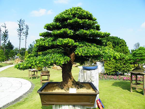 DSCF9311.JPG DSCF9311.JPG