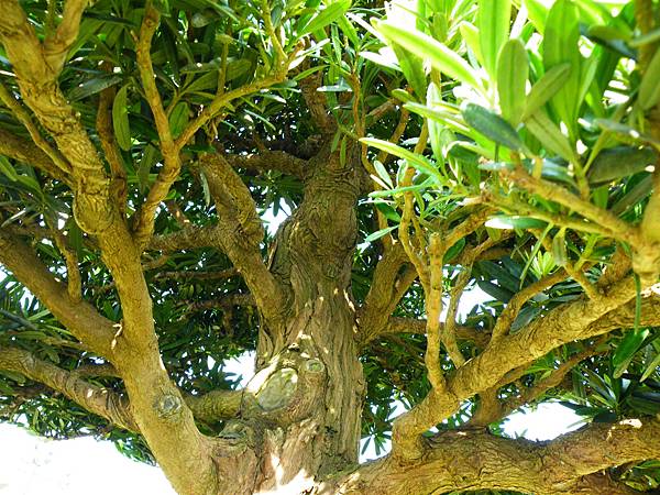 DSCF9314.JPG DSCF9314.JPG