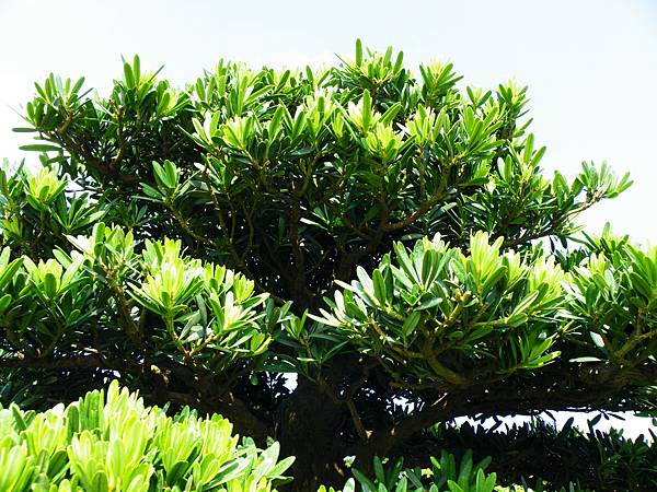 DSCF9317.JPG DSCF9317.JPG