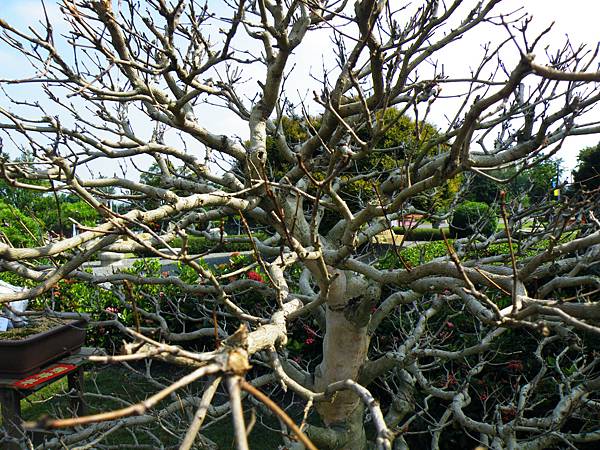 DSCF9322.JPG DSCF9322.JPG