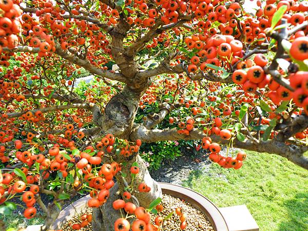 DSCF9332.JPG DSCF9332.JPG