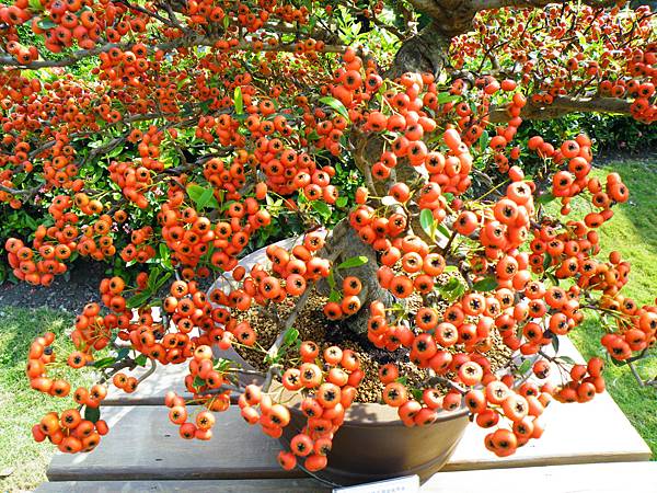 DSCF9333.JPG DSCF9333.JPG