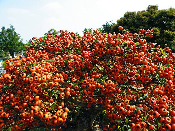 DSCF9334.JPG DSCF9334.JPG