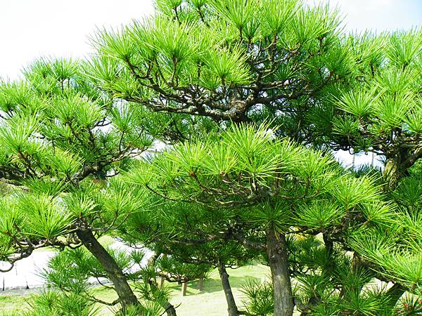 DSCF9337.JPG DSCF9337.JPG