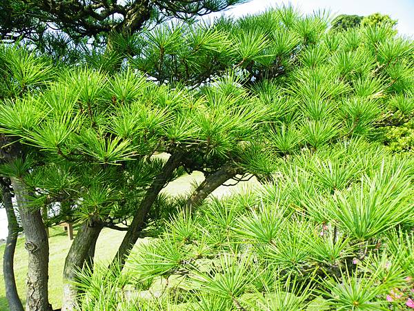 DSCF9338.JPG DSCF9338.JPG