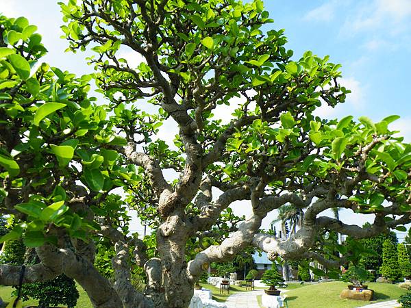 DSCF9343.JPG DSCF9343.JPG