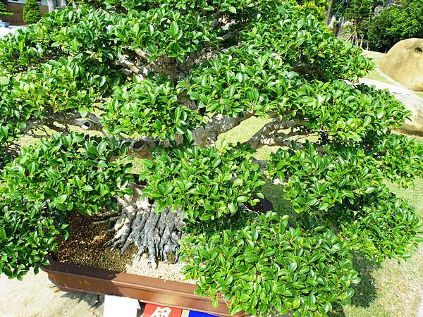 DSCF9349.JPG DSCF9349.JPG