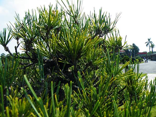 DSCF9353.JPG DSCF9353.JPG