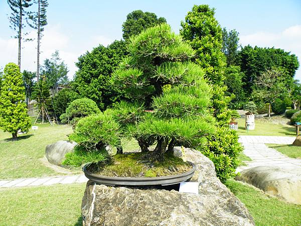 DSCF9354.JPG DSCF9354.JPG