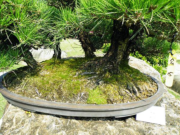 DSCF9355.JPG DSCF9355.JPG