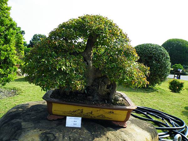 DSCF9358.JPG DSCF9358.JPG