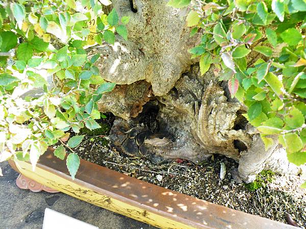 DSCF9359.JPG DSCF9359.JPG