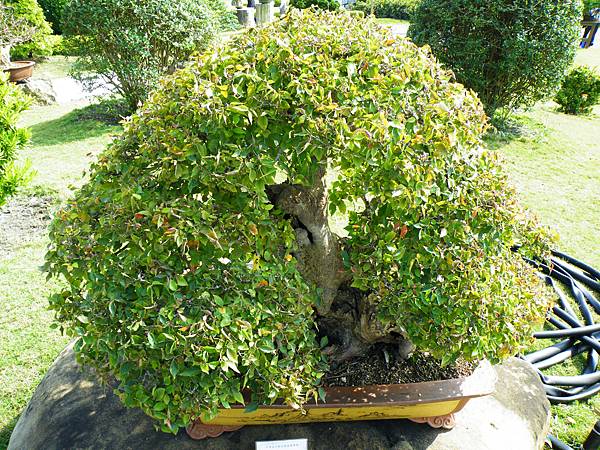 DSCF9361.JPG DSCF9361.JPG