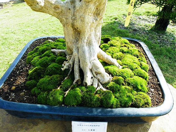 DSCF9363.JPG DSCF9363.JPG