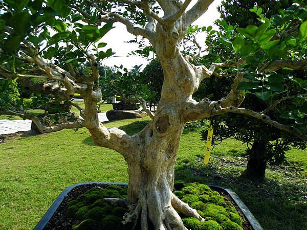 DSCF9364.JPG DSCF9364.JPG