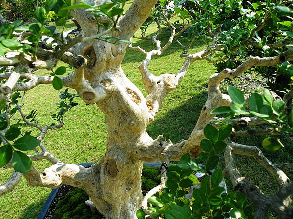 DSCF9365.JPG DSCF9365.JPG