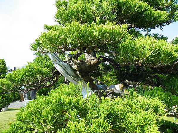 DSCF9370.JPG DSCF9370.JPG