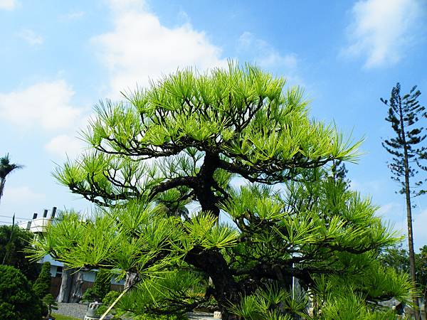 DSCF9374.JPG DSCF9374.JPG