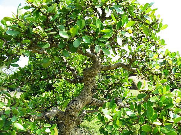 DSCF9381.JPG DSCF9381.JPG