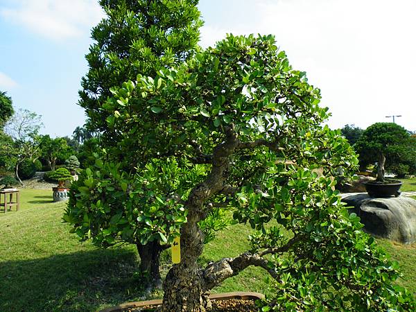 DSCF9382.JPG DSCF9382.JPG