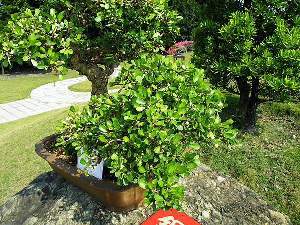 DSCF9383.JPG DSCF9383.JPG