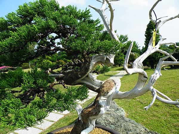 DSCF9387.JPG DSCF9387.JPG