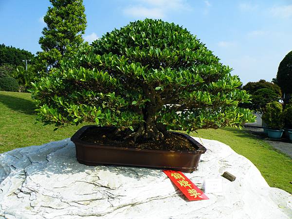 DSCF9388.JPG DSCF9388.JPG