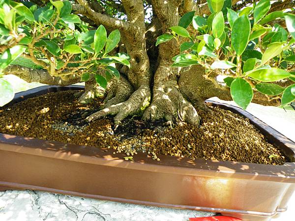 DSCF9390.JPG DSCF9390.JPG