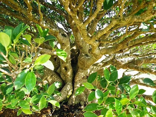 DSCF9391.JPG DSCF9391.JPG