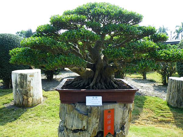 DSCF9394.JPG DSCF9394.JPG