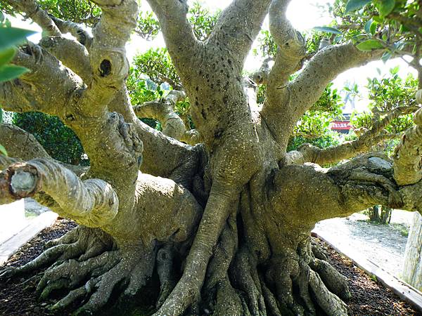 DSCF9396.JPG DSCF9396.JPG