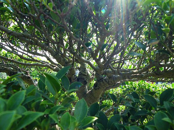 DSCF9397.JPG DSCF9397.JPG