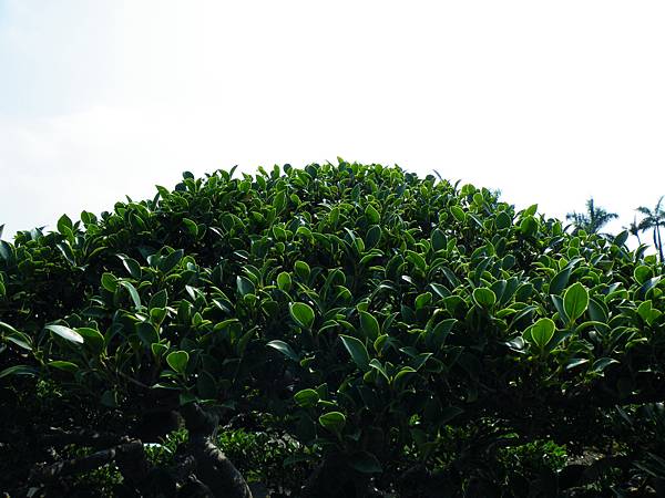 DSCF9398.JPG DSCF9398.JPG